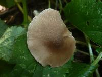 Entoloma subradiatum image