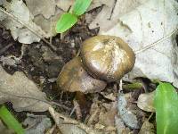 Entoloma vernum image