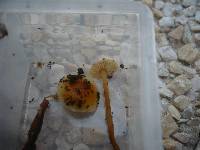 Flammulina fennae image