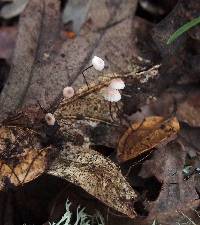 Marasmius quercophilus image