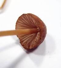 Mycena californiensis image