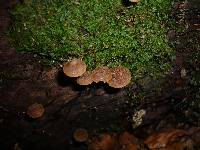 Galerina pruinatipes image