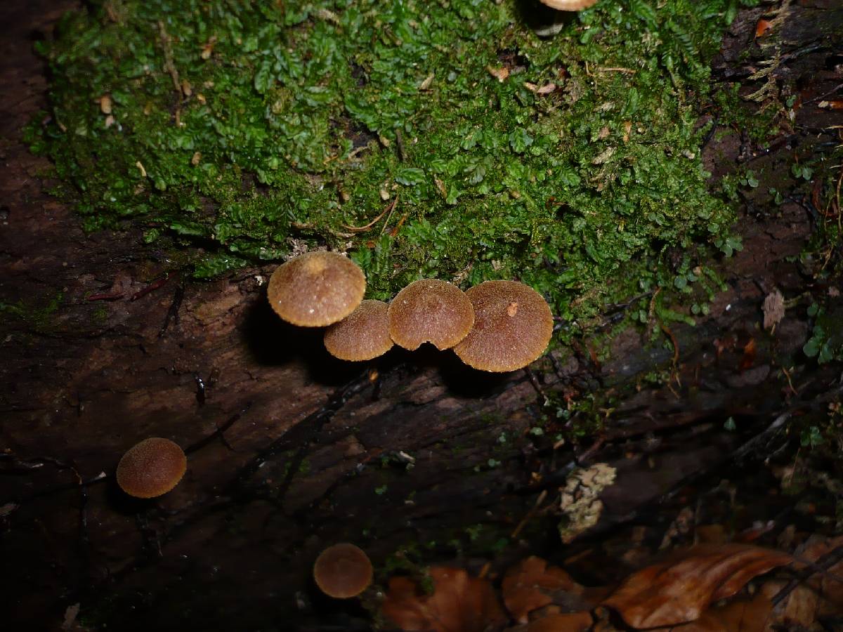 Galerina pruinatipes image