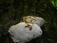 Ganoderma resinaceum image