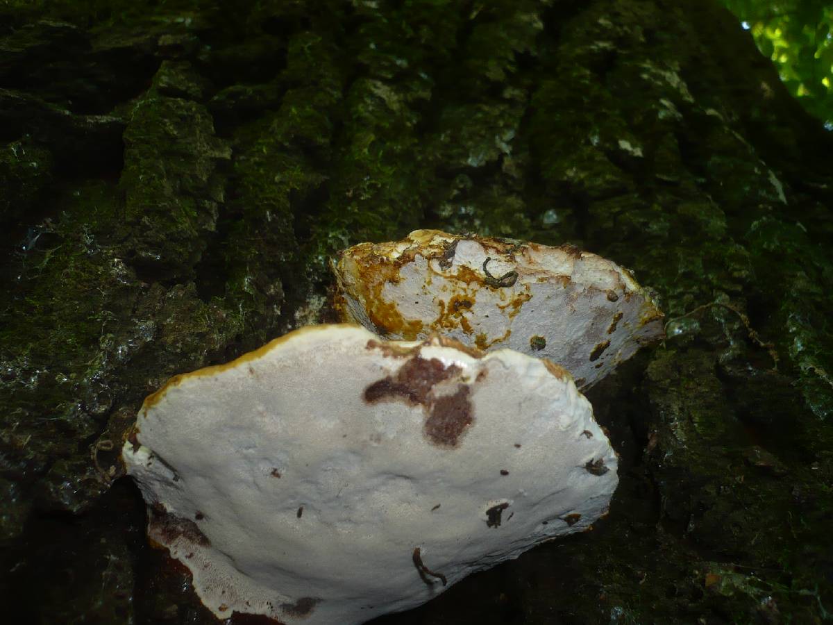Ganoderma resinaceum image