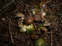 Geastrum pectinatum image