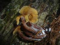 Gymnopilus picreus image