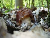 Gyromitra fastigiata image