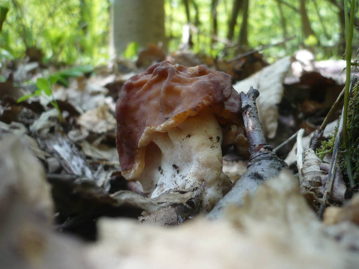 Gyromitra fastigiata image