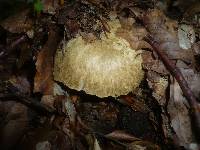 Gyroporus cyanescens image