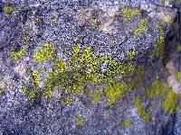 Candelariella efflorescens image