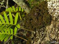 Leptogium phyllocarpum var. phyllocarpum image