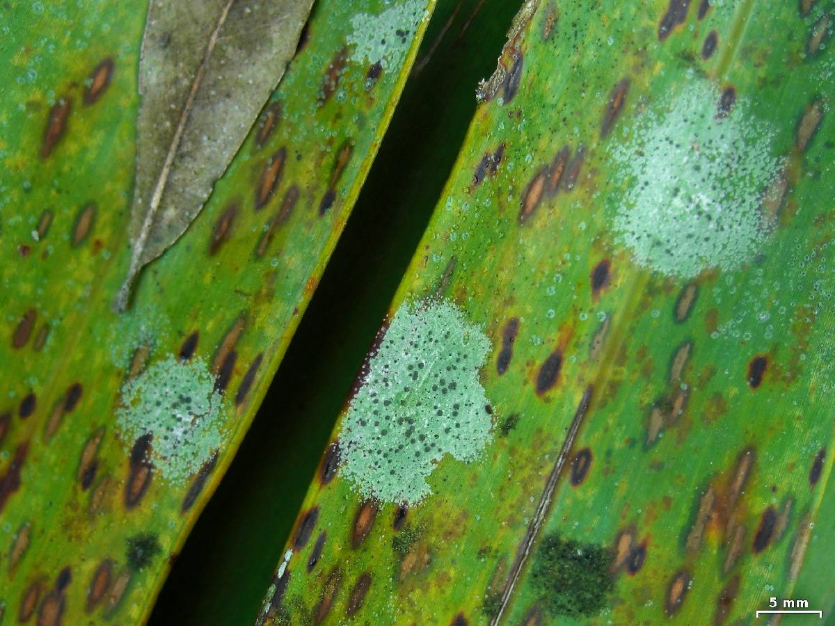 Calopadia puiggarii image