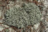 Cladonia dimorphoclada image