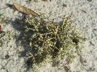 Cladonia leporina image