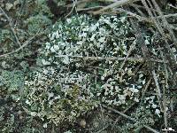 Cladonia polycarpia image