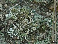 Cladonia polycarpia image