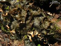 Peltigera neopolydactyla image