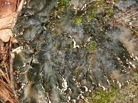 Peltigera horizontalis image