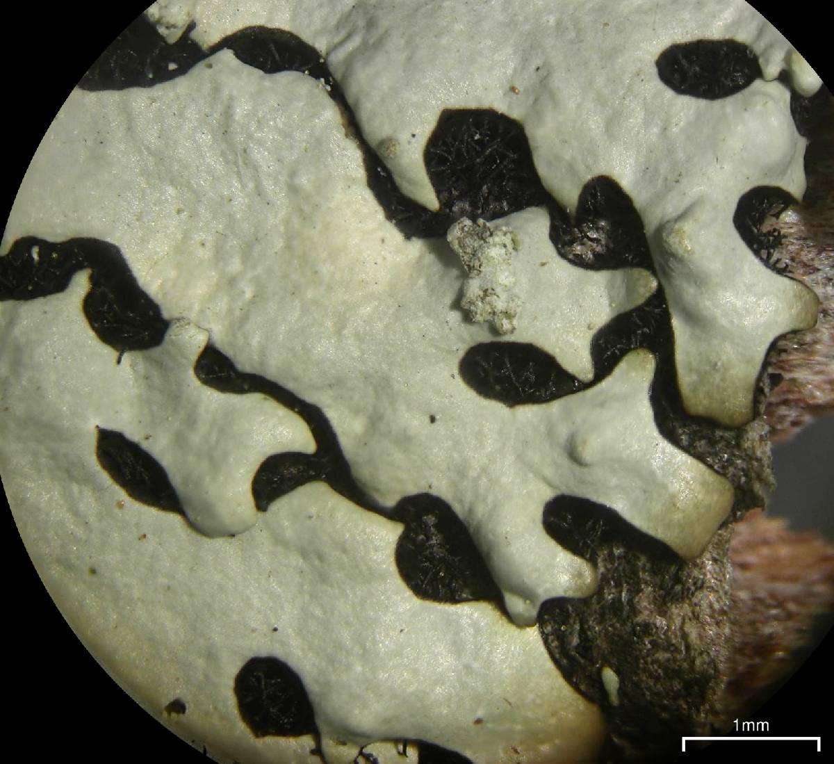 Hypotrachyna osseoalba image