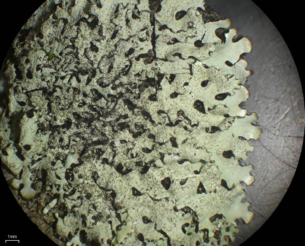 Parmelinopsis horrescens image