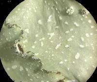 Cetrelia chicitae image