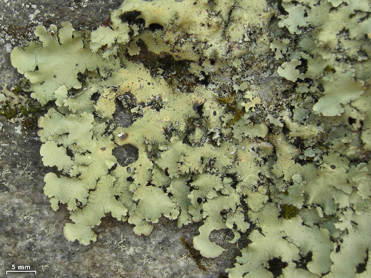 Parmotrema madagascariaceum image