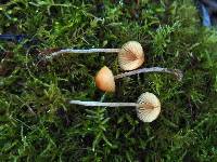 Galerina clavata image