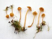 Galerina clavata image