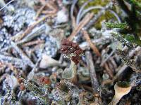 Cladonia chlorophaea image