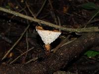 Polyporus tuberaster image