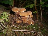 Tapinella atrotomentosa image