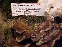 Bjerkandera adusta image