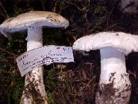 Amanita smithiana image