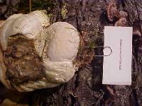 Fomitopsis officinalis image