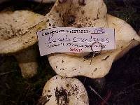 Russula cascadensis image