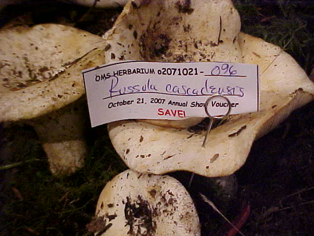 Russula cascadensis image