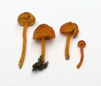 Hygrocybe miniata image