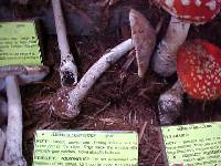 Amanita porphyria image