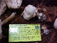 Chlorophyllum rachodes image