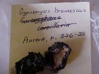 Gymnomyces brunnescens image