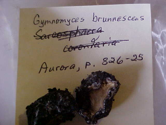 Gymnomyces brunnescens image