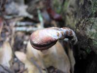 Ganoderma curtisii image