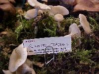 Clitocybe fragrans image