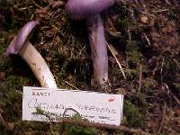 Cortinarius subfoetidus image