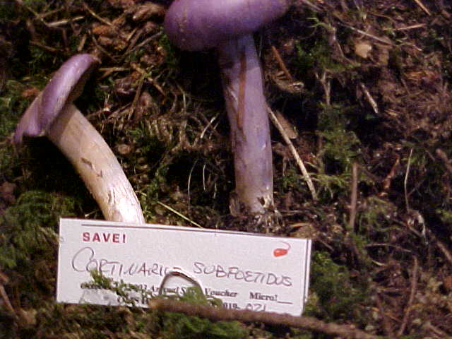 Cortinarius subfoetidus image