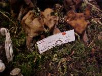 Gyromitra infula image