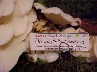 Pleurocybella porrigens image