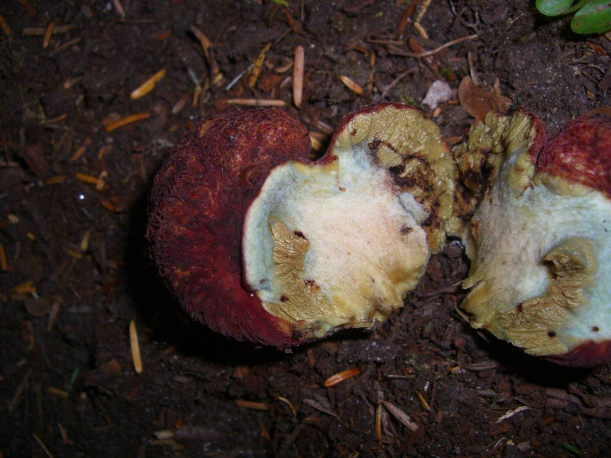 Gastroboletus ruber image