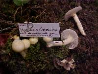 Hygrophorus chrysodon image